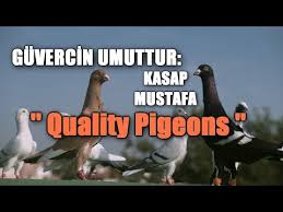 Birecikli Emin Filo Guvercinleri Youtube