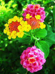 Pin On Yard And Garden