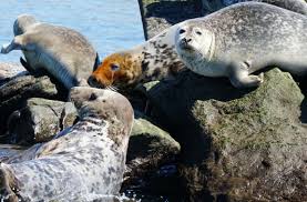 Let Sleeping Seals Lie