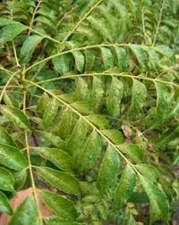 Seperti namanya, daun kari atau dalam bahasa inggris disebut curry leaves memang digunakan banyak orang untuk melezatkan masakan kari. Daun Kari Ubat Kencing Manis Jurupulih I