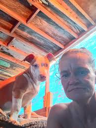 How to find a missing pet in Gulfport MS?