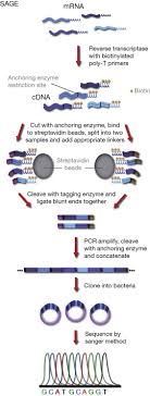Serial Analysis Of Gene Expression An Overview Sciencedirect Topics