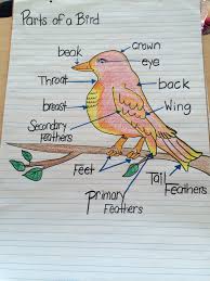 Parts Of A Bird Chart Classroom Charts Birds Information