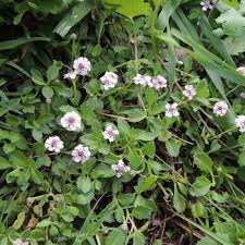 Image result for Lippia oatesii
