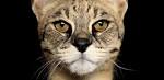Exotic Cat Breeds | Exotic Wild Cats & Hybrid Cats