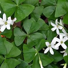 Image result for Oxalis oligotricha