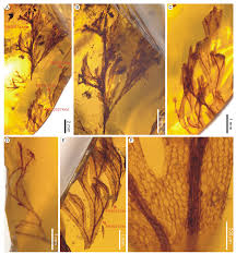 Image result for Polyphlebium borbonicum