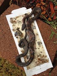 The salt irritates the snake's skin, and the garlic smell will upset the snake. Readers Write In I Caught A Snake In A Glue Trap How To Remove It Living Alongside Wildlife