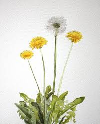 Dandelions 8x10 Watercolor Etsy Flower Drawing Dandelion Art Watercolor Flowers Paintings