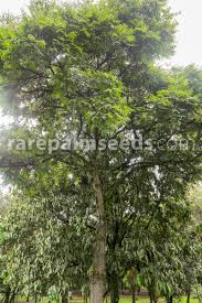 Image result for Cedrela