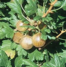 It's a good starting food source, but you should eventually start farming. Gooseberry Fruit Plants At Lowes Com