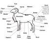 Microscope diagram crossword answer key. 1