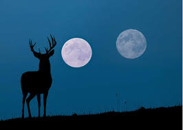 how deer hunting pros use the moon to kill big bucks