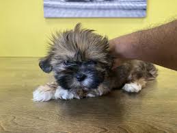 Check spelling or type a new query. Westchester Puppies Shih Tzu Puppies Westchester