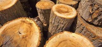 We did not find results for: Bahan Dasar Yang Di Gunakan Untuk Lantai Kayu Asli Gudang Parquet Indonesia