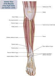 The flexor reflex is commonly referred to as the withdrawal reflex, and occurs in response to a harmful (noxious) sensory stimulus, such as pain. 11 Muscles Of The Leg And Foot Musculoskeletal Key