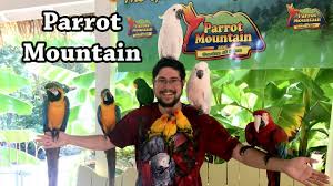 parrot mounn a trilling parrot