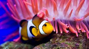 Aquarium Underwater Clownfish 4k Wallpaper Hdwallpaper Desktop Fish Wallpaper Clown Fish Beautiful Fish
