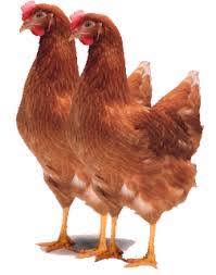 Budidaya ayam petelur bisa dimulai ketika ayam menginjak umur 5 bulan, kemduian terus menghasilkan telur sampai 1 atau 2 tahun kemudian. Peternak Ayam Petelur Di Tasikmalaya Home Facebook