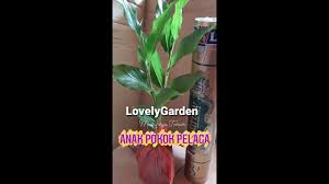 Check spelling or type a new query. V7 Mudahnya Tanam Pokok Pelaga Beli Pokok Online Di Shopee Youtube