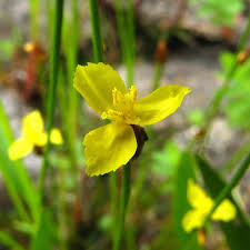 Image result for Xyris straminea