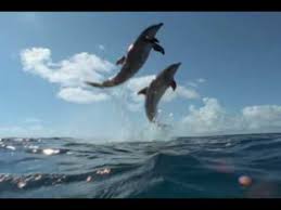 Cool Change By Little River Band If You Love The Ocean Check Out This Awesome Video Of Dolphins And Whales The Song Little River Band Little River Songs
