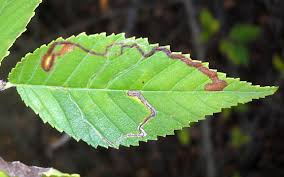 Image result for Stigmella ulmariae