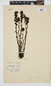 Image result for Buchnera lastii