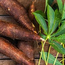 Image result for Manihot esculenta