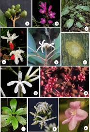 Image result for Rutaceae