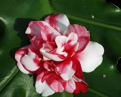 Camellia Bicolor Camellia Flowers Love Flowers