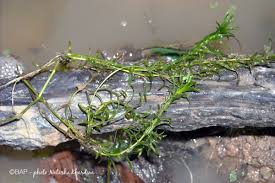 Image result for Lagarosiphon major