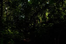 Then run the .exe and start to install the game accept: Free Photo In The Forest Dark Forest Scene Free Download Jooinn