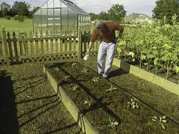 Growing brussels sprouts from seeds: How To Grow Brussels Sprouts How Tos Diy