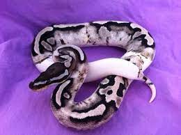 Pin On Ball Pythons