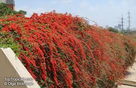 Image result for Combretum paniculatum