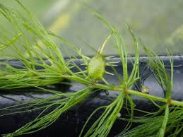 Image result for Ceratophyllum