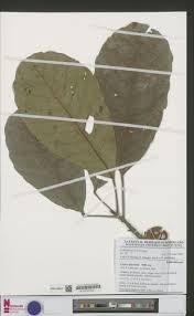 Image result for Uapaca guineensis