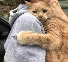 Kedi Tatli Sevgi Ask Evcil Hayvanlar Sevimli Hayvan Yavrulari Hayvanlar