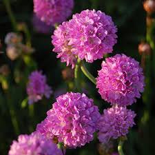 Growing plants and shrubs for zone 9 sun gardens. Perennial Flowers Bloom Guide Costa Farms