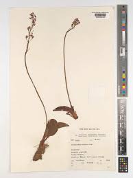 Image result for Eriospermum mackenii