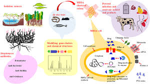 Alle wichtigen infos und eckdaten der aktuellen bauprojekte auf einen blick. Frontiers Streptomyces As A Prominent Resource Of Future Anti Mrsa Drugs Microbiology