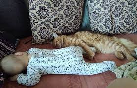 A huge maine coon size may seem adorable, but it's important to assess whether his size is due to his natural body structure or excess fat being stored. 9 Facts About Maine Coon Cats That Breeders Don T Talk About