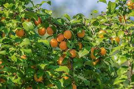 Its fruit are medium large, round to slightly oblate, with a thin, smooth, moderately thick peel that budded orange trees, if properly planted and grown, will bear harvestable fruit in the third season after transplanting. Fruit Tree Wild Plum Small Yellow Cherry Plum Fruit Edible Sweet Plant Roses Rosaceae Yellow Plum Pikist