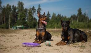 Dog ear cropping near me. Doberman Ear Cropping At What Age Ear Cropping Styles