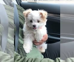 These affectionate and loyal maltipoo puppies are a cross between a maltese and a miniature poodle. View Ad Maltipoo Puppy For Sale Near Illinois Glenview Usa Adn 202383