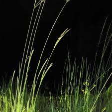 Image result for Digitaria eriantha