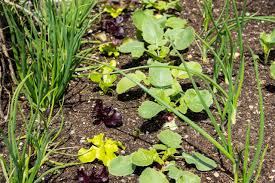 If it matures ahead of your summer vegetables, you may also want to nosh on the leaves and stalks, which can be steamed as you would spinach or beet greens. Radish Companion Planting Diy