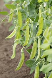 I much prefer raw peas to cooked ones. Pea Growing Problems And Solutions