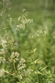Image result for Galium